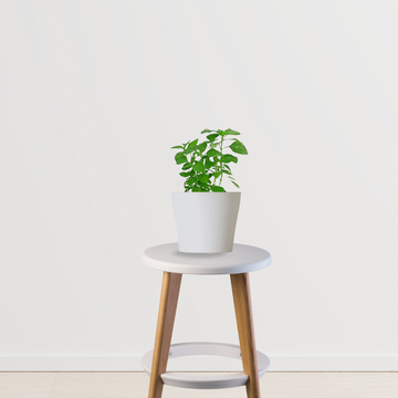 Tulsi (Holy Basil) indoor plant